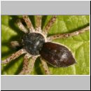 Philodromus dispar - Laufspinne 03.jpg